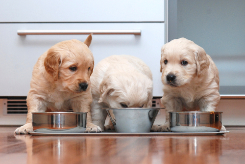 子犬の飼い主さん必読!行動学から見た犬の「離乳食」で大切なこと