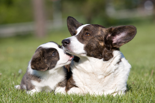愛犬の「大好き!」サインに気づいていますか?犬が愛情表現をしているときのしぐさや行動