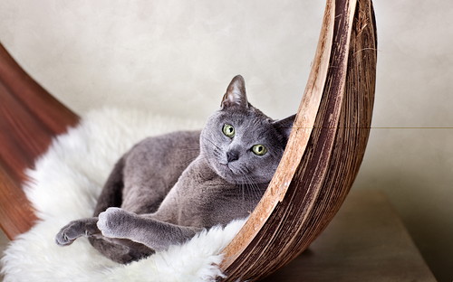 程よい距離感がGOOD!猫とのふれあいによる「健康効果」とは