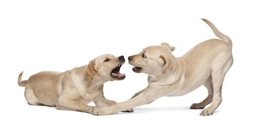 よく観察して序列関係を理解しよう!同居犬同士の「ケンカ」を防ぐ方法