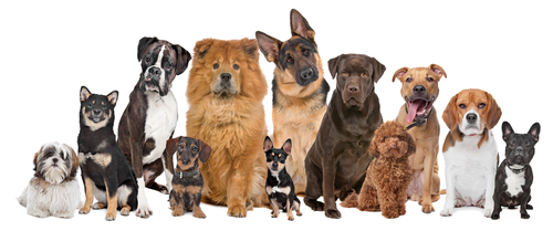犬の得意は脳で決まる!犬種による脳構造の違いと得意分野の関連について