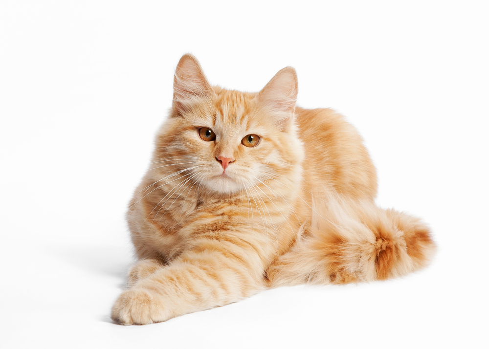 三毛猫は幸福をもたらすって本当?猫の柄はこうして決まる!遺伝子の仕組みを解説