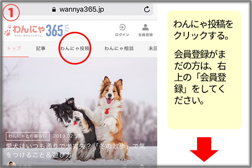 わんにゃ投稿1
