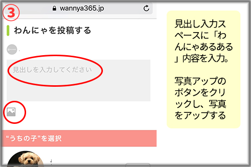 わんにゃ投稿3