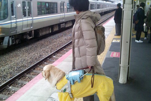 街中で盲導犬ユーザーに出会ったら気をつけること!