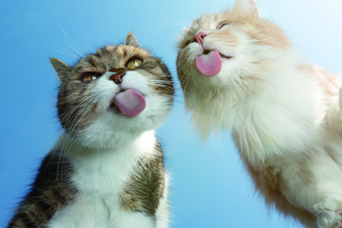 ねこちゃんがかわいいのは、ベビースキーマがいっぱいだから!