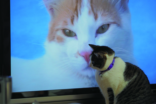 猫はテレビを見る?
