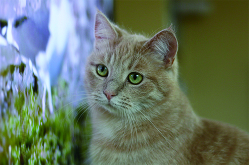 猫はテレビを見る?