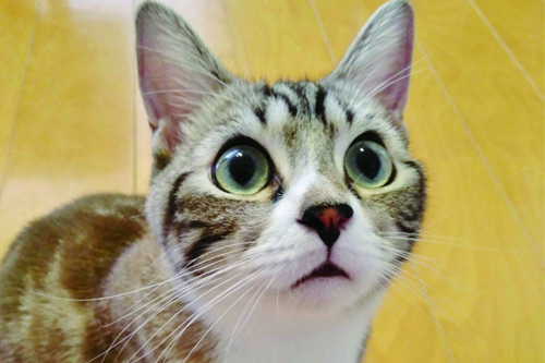 猫はテレビを見る