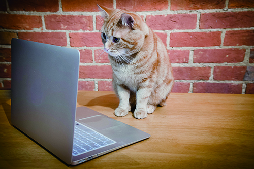猫はテレビを見る