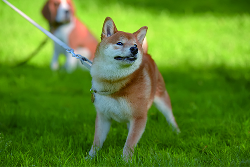 0226_柴犬ツンデレ
