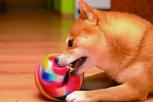 0226_柴犬ツンデレ