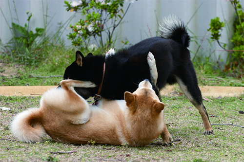 0226_柴犬ツンデレ