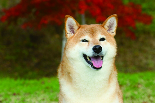 0226_柴犬ツンデレ