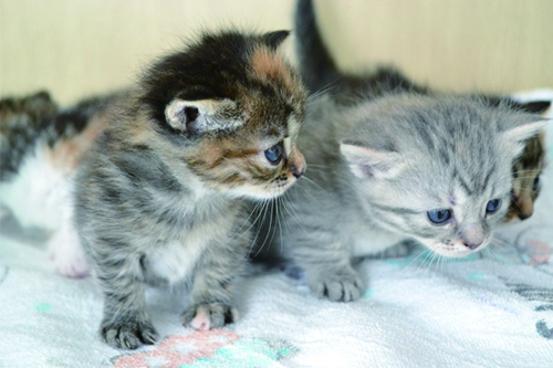 ねこちゃんの繁殖力