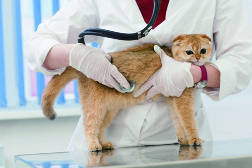 野良猫を保護したら必ず行うこと