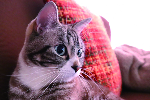 保護猫を迎え入れたら注意すること