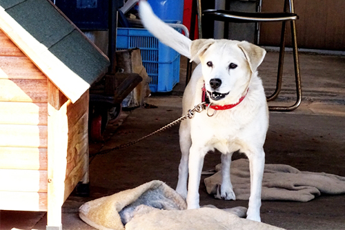 狂犬病とはどんな病気?