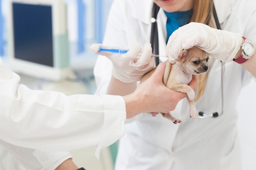 狂犬病予防について
