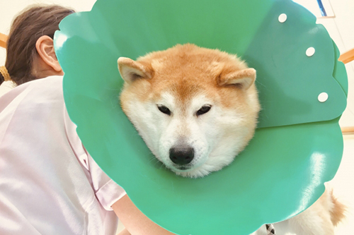 発症させない予防が大切