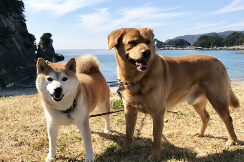 体の大きさで変わる平均寿命