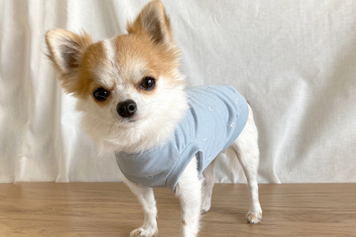 人気の犬種2位　チワワ