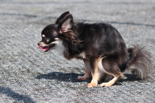 犬の下痢って？