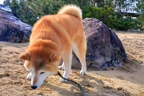 犬の下痢、原因はなに？