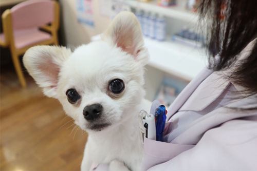 わんちゃんの様子をよく観察しよう