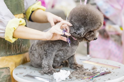 わんちゃんの毛の生え変わりサイクル