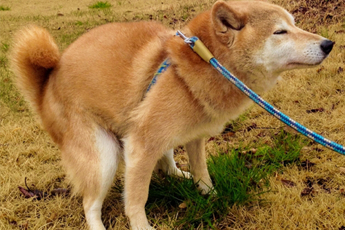 うんち・おしっこの状態をチェックしよう