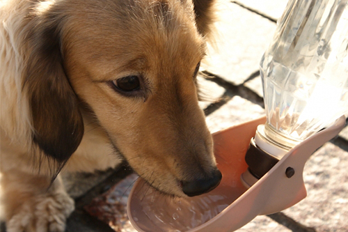 水を飲むダックスフンドの写真