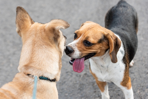 他の犬の口を舐めるとき
