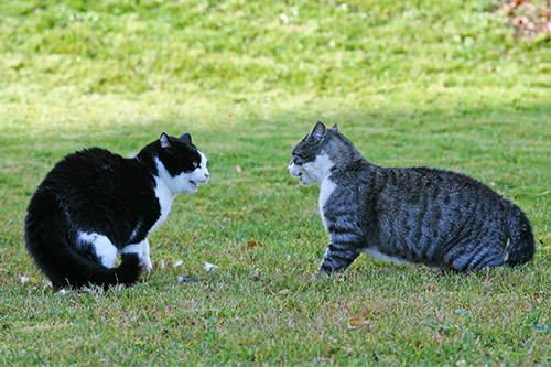 発情期のオス猫の行動