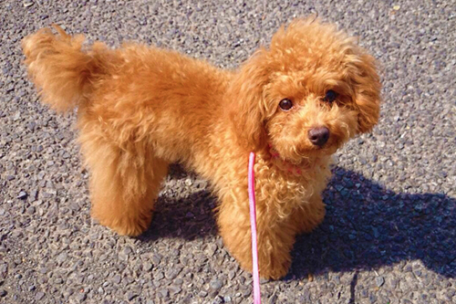 小型犬の散歩時間・距離の目安