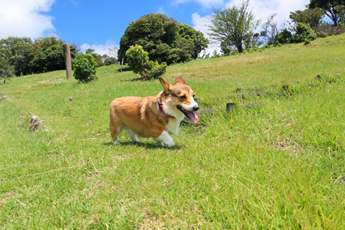 中型犬の散歩時間・距離の目安