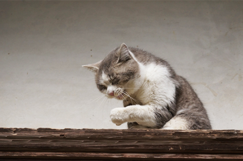 猫風邪の症状