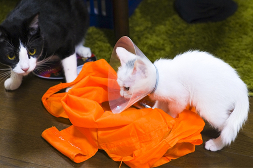 猫風邪の病原体