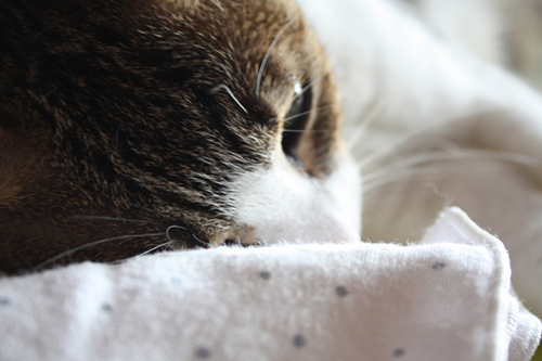 猫風邪は人に感染するの？