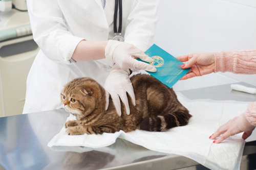 猫風邪の予防