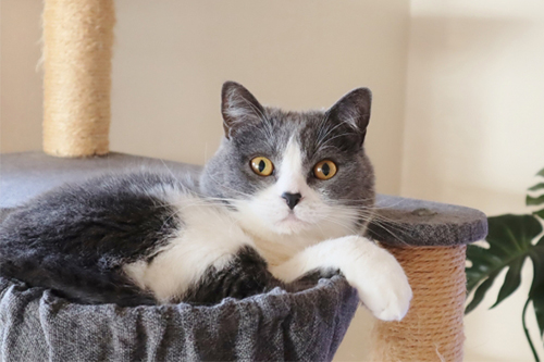 わんちゃん、ねこちゃんの撮影テクニック　2