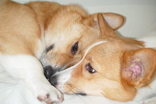 犬の体の働き