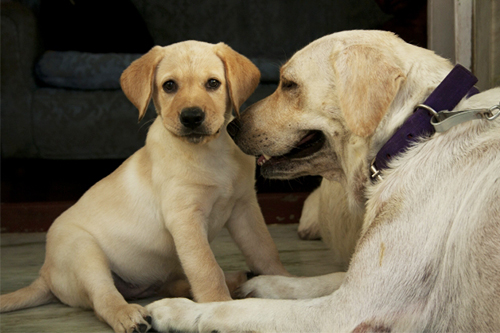 犬のライフサイクル
