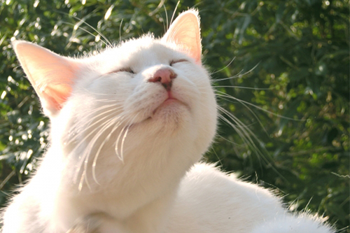 猫の体の働き