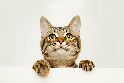 猫のきもち