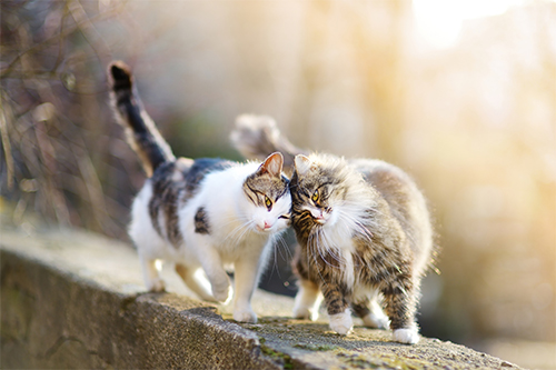 ねこの気持ちがわかる