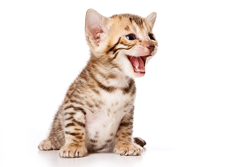 ねこの気持ちがわかる