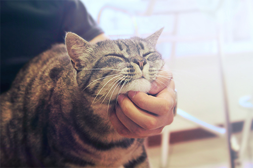 ねこの気持ちがわかる