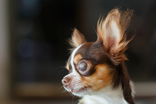 犬