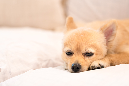 犬_高齢